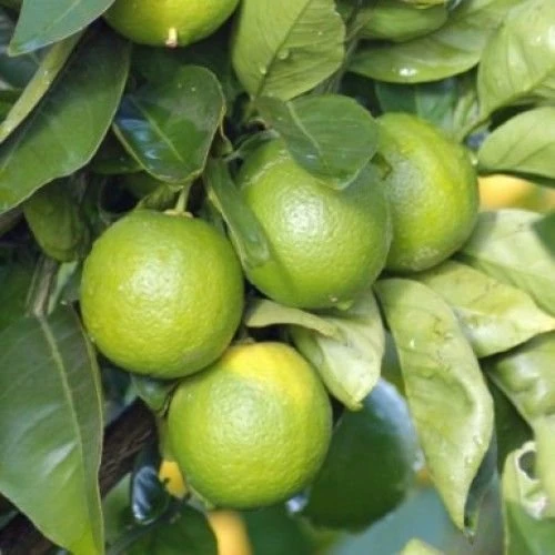 3 Yaş Aşılı Meksika Lime Limonu, Torbada ürün görseli 1