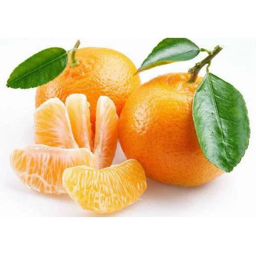 3 Yaş Aşılı Okitsu Erkenci Mandalina Fidanı, Torbalı ürün görseli 1