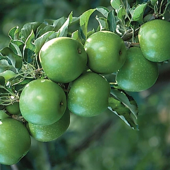 3 Yaş, Aşılı Elma Fidanı GRANNY SMITH, Torbada ürün görseli 1