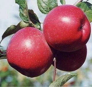 3 Yaş, Aşılı Elma Fidanı FUJİ ZHEN AZTEC, Torbada ürün görseli 1