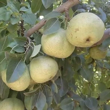 3 Yaş Aşılı Ankara Armut Fidanı, Torbada ürün görseli 1