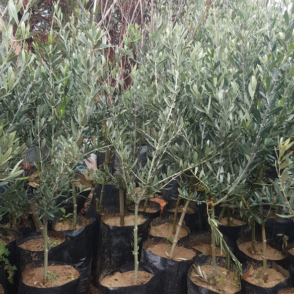2 Yaş Aşılı Gemlik Zeytin Fidanı, Torbada ürün görseli 1