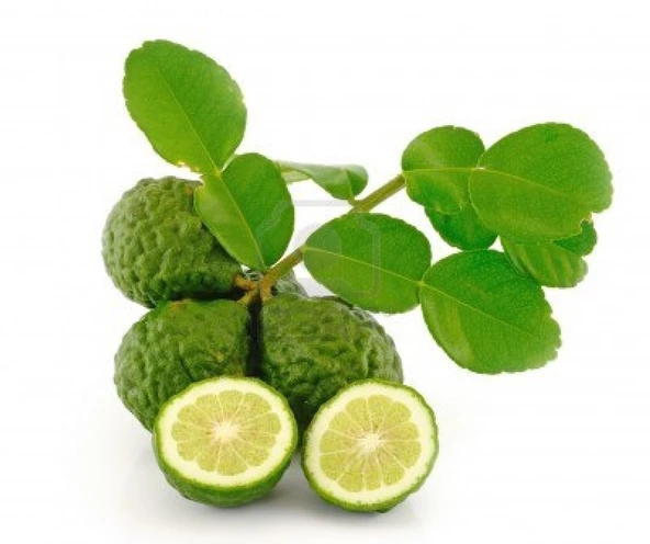 5 Yaş Aşılı Kaffir Lİme Limon Fidanı, Torbada ürün görseli 1