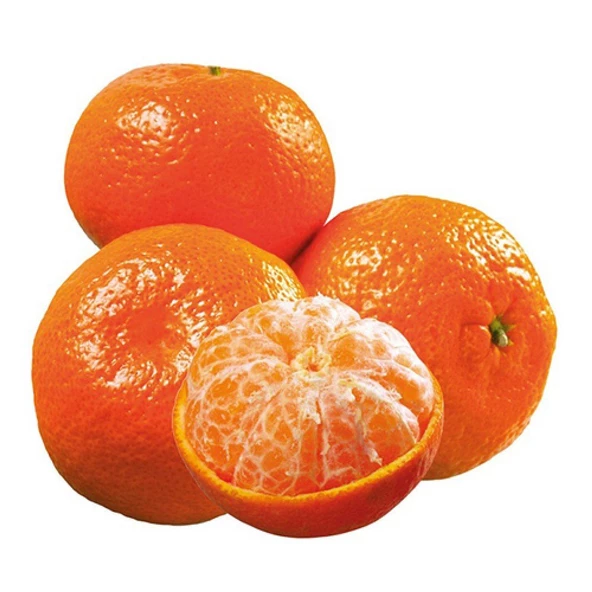 3 Yaş Aşılı Kokulu King Mandalina Fidanı, Torbada ürün görseli 1