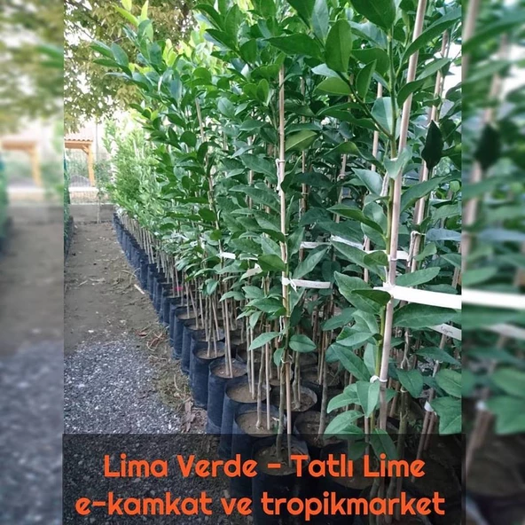 5 yaş Aşılı Lima Verde Tatlı Lime Limon Fidanı, Torbada - Resim 2