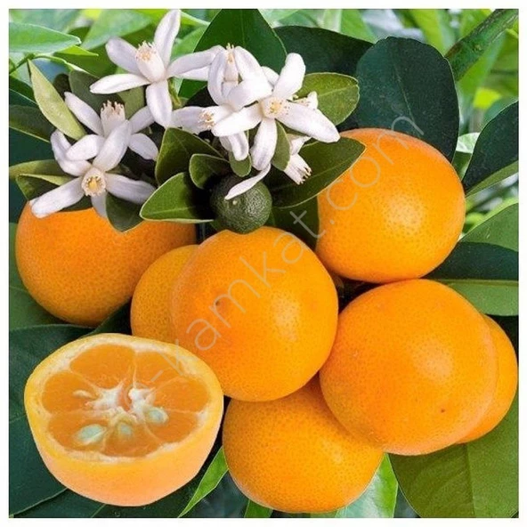4 Yaş Aşılı Calamondin Süs Mandalinası Fidanı, Torbada ürün görseli 1