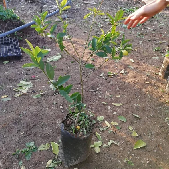 3 Yaş Aşılı LimonKamkat Fidanı, Torbada - Resim 3