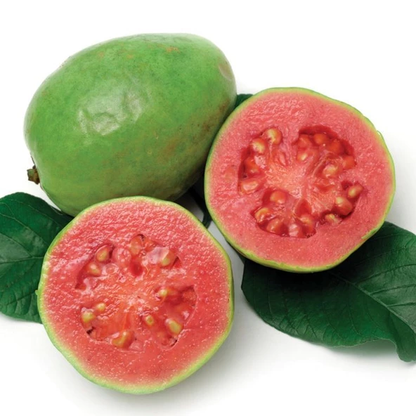 2 Yaş Tropikal Pink Guava Fidanı, Torbada ürün görseli 1