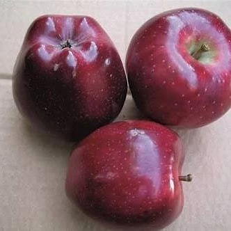 3 Yaş, Aşılı Elma Fidanı SCARLET SPUR, Torbada ürün görseli 1