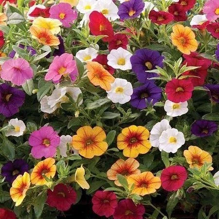 Petunya Çiçeği Tohumu (1 Paket) ürün görseli 1