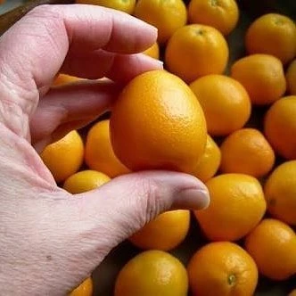 İthal Aşılı İri Kamkat (Fukushu) Ultra BODUR, Saksıda ürün görseli 1