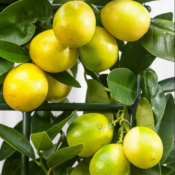 6 Yaş Aşılı Limequat-Süs Limonu Fidanı, Torbada ürün görseli 1