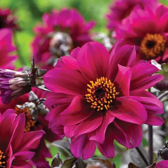 Dahlia Çiçeği Tohumu 1 PAKET (30 adet) ürün görseli 1