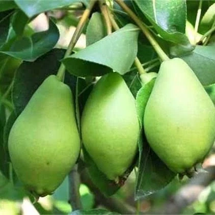 3 Yaş Aşılı Limon Armut Fidanı, Saksıda ürün görseli 1