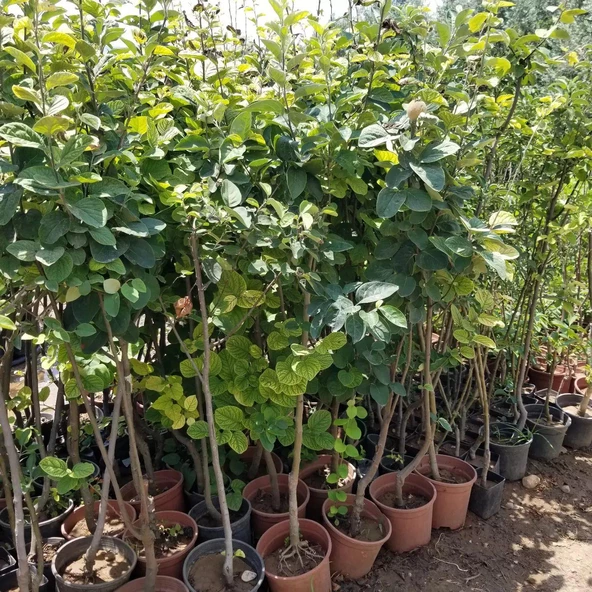 7 Yaş Aşılı Ege25 Ayva Fidanı , Saksıda - Resim 4