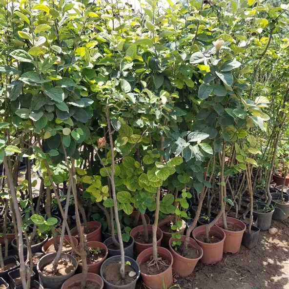 7 Yaş Aşılı Ege25 Ayva Fidanı , Saksıda - Resim 2