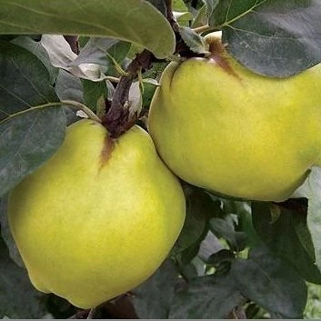 7 Yaş Aşılı Ekmek Ayva Fidanı , Saksıda ürün görseli 1