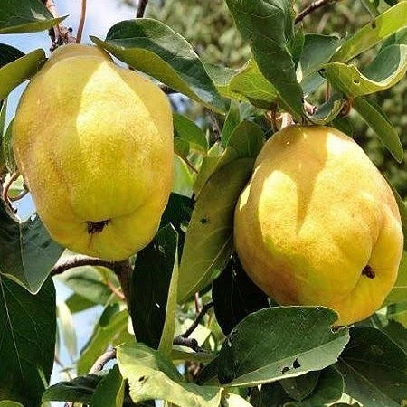 7 Yaş Aşılı Eşme Ayva Fidanı , Saksıda ürün görseli 1