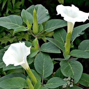 Gece Güzeli Datura stramonium Beyaz Renk Çiçek Tohumu 1 PAKET (15 Adet) ürün görseli 1