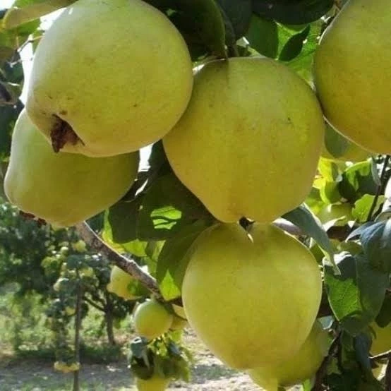 7 Yaş Aşılı Limon Ayva Fidanı , Saksıda ürün görseli 1