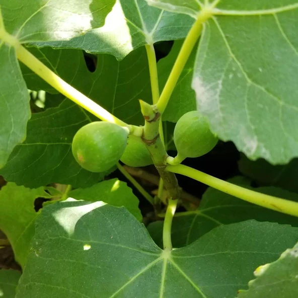 2 Yaş Bonsai Bodur İncir Fidanı, Saksıda ürün görseli 1