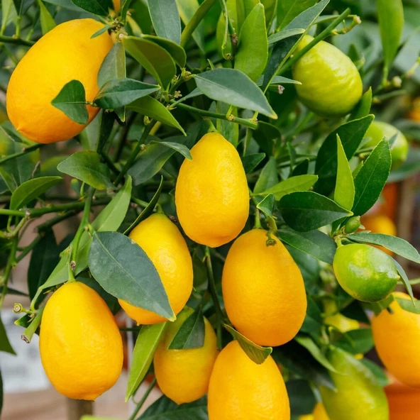 3 Yaş Aşılı Limonkamkat Tavaresquat  Fidanı, Torbada ürün görseli 1
