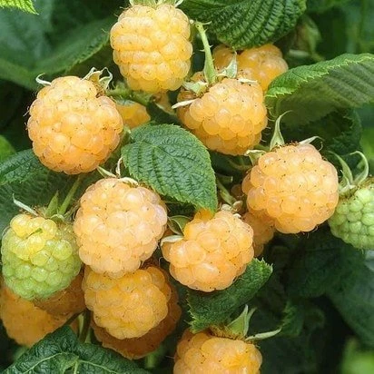 Fallgold Sarı Hollanda Ahududu Fidanı, Torbada ürün görseli 1
