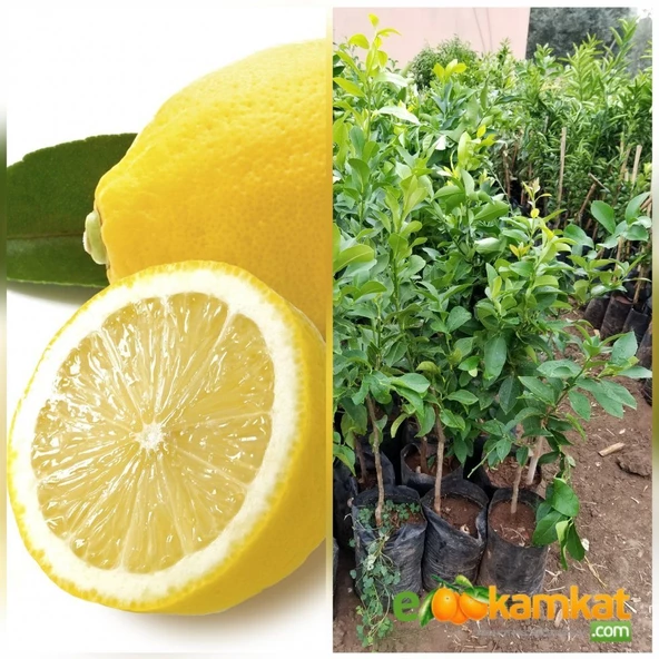 3 Yas Aşılı Bodur Yediveren Limon Fidanı, Torbada ürün görseli 1