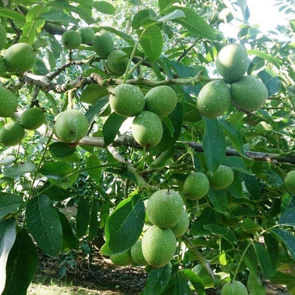 Aşılı Bilecik Cevizi Fidanı, Torbada ürün görseli 1