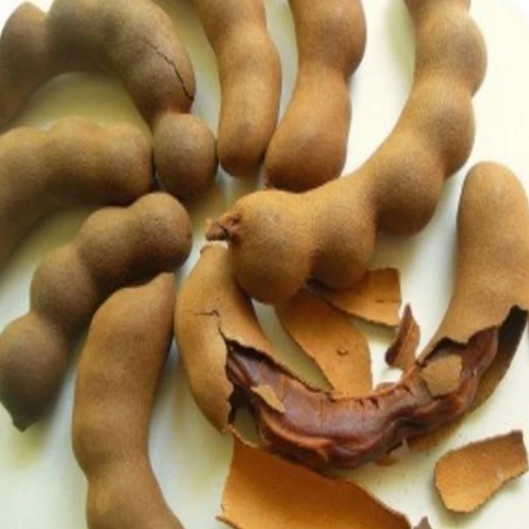 10 Adet Tamarind Demirhindi Tohumu, Taze Tohum ürün görseli 1