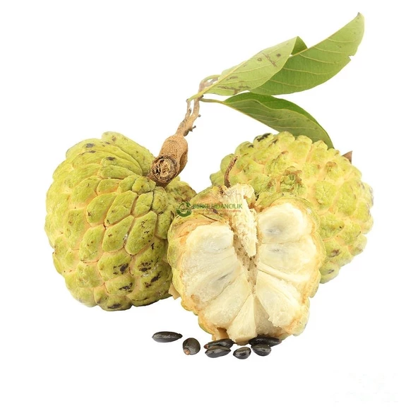 2 Yaş Tropikal Sugar Apple (Şeker Elma) Fidanı, Torbada ürün görseli 1