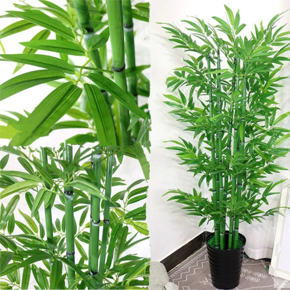 Saksılık Bambu ağacı tohumu 3 Adet Tohum ürün görseli 1