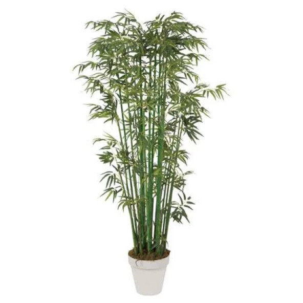 Saksılık Bambu ağacı tohumu Ekim Seti - Resim 4