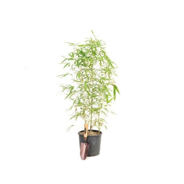 Saksılık Bambu ağacı tohumu Ekim Seti - Resim 6