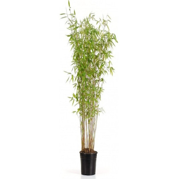 Saksılık Bambu ağacı tohumu Ekim Seti - Resim 7