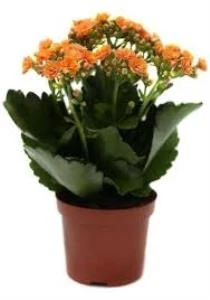 Kalanşo Kalanchoe Emel Hanım Kardeş Kanı Çiçeği 5 Adet 10-20 cm ürün görseli 1