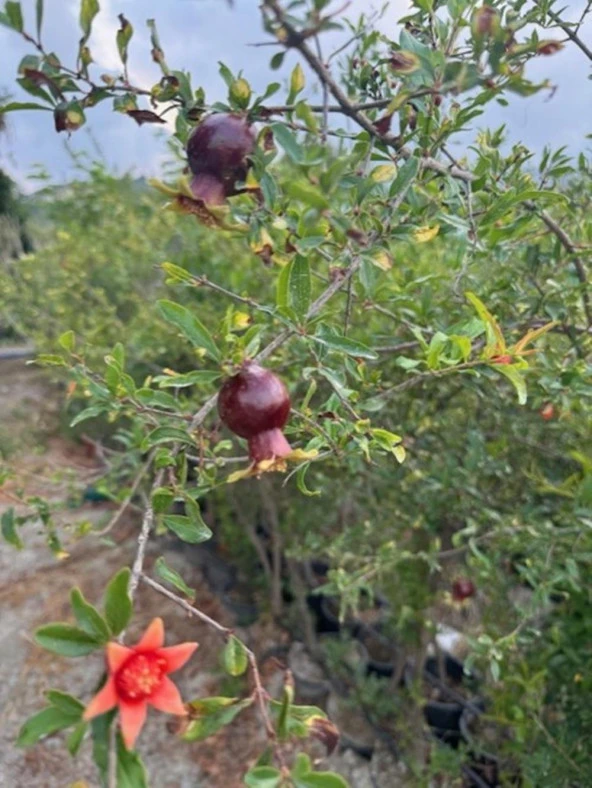 SAKSIDA 5 YAŞ MEYVE VEREN HİCAZ NAR FİDANI B0Y 170-200 CM ürün görseli 1