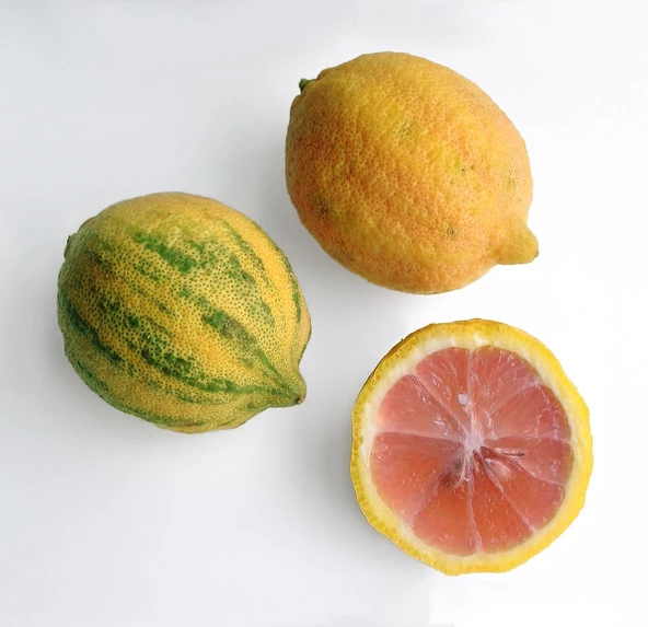 4 Yaş Aşılı Tropikal Pembe Alacalı Limon Fidanı, Torbada ürün görseli 1
