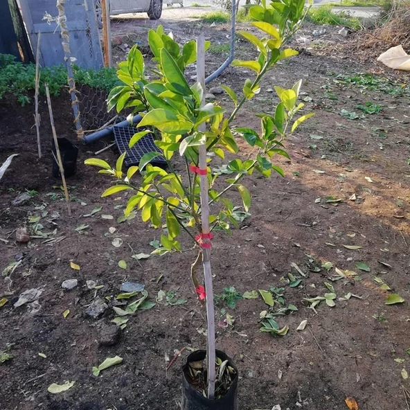 3 Yaş Aşılı Mihowase Mandalin Fidanı, Torbada ürün görseli 1
