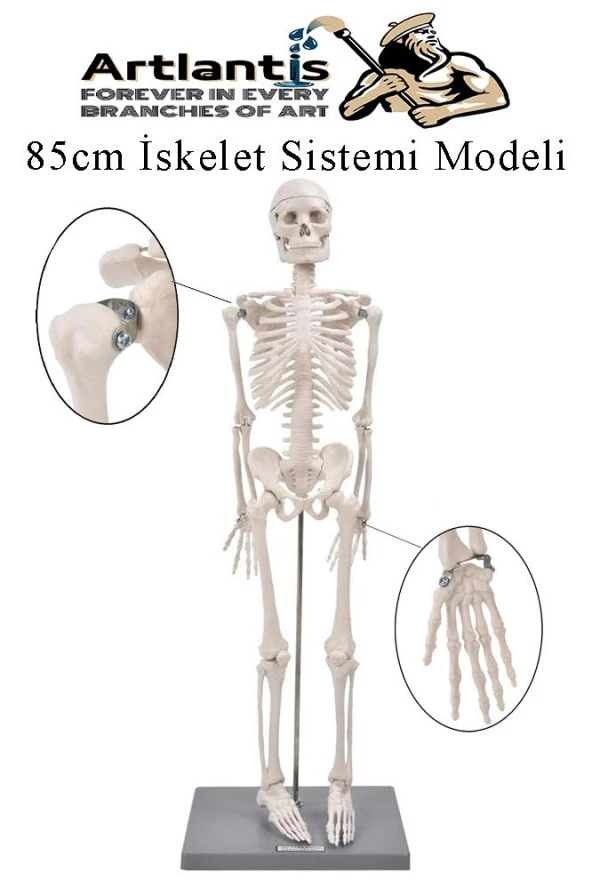 İskelet Maketi 85 cm 1 Adet Eğitim İnsan İskelet Modeli İskelet Sistemi Haraketli İskelet Anatomisi ürün görseli 1