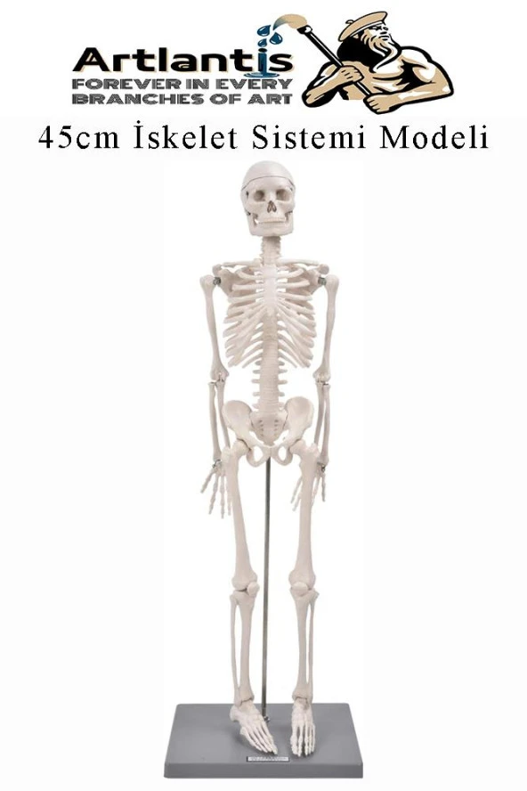 İskelet Maketi 45 cm 1 Adet Eğitim İnsan İskelet Modeli İskelet Sistemi Haraketli İskelet Anatomisi ürün görseli 1
