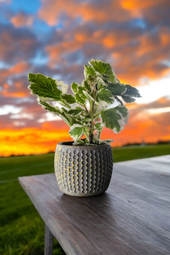 Mini Taş saksıda Cennet Yaprağı Bitkisi Muhteşem Kokulu 5.5 cm Plectranthus Coleoides 001 ürün görseli 1