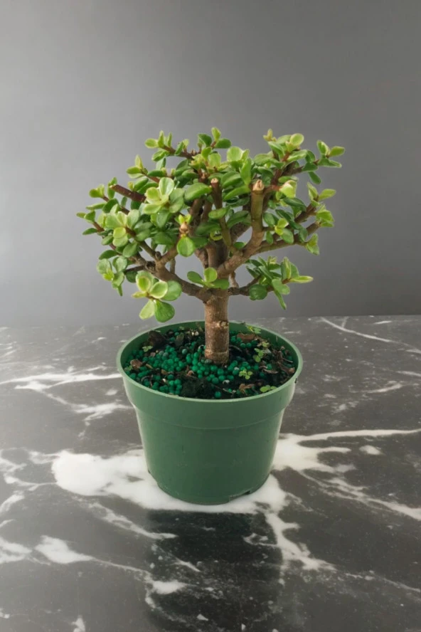 Para bonsai orta boy odunsu gövde Afra para çiçeği 001 ürün görseli 1