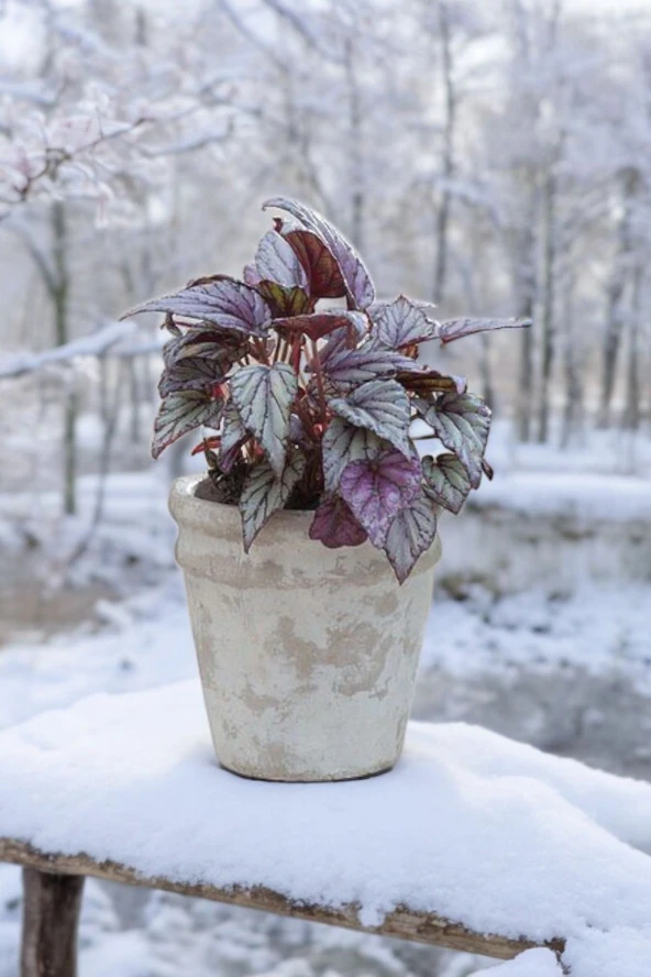 Rex Begonya Dekoratif Orkide Saksısında Begonia 01 ürün görseli 1
