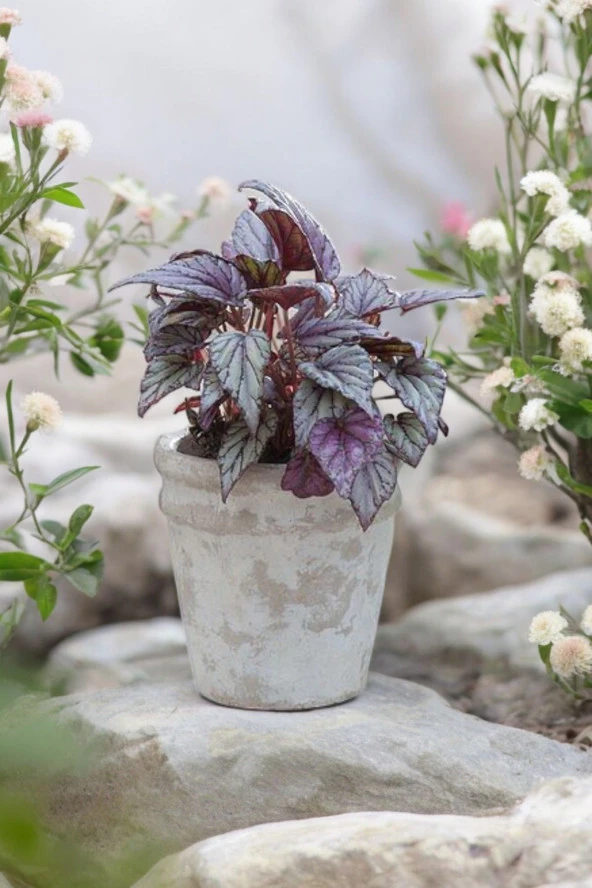Rex Begonya Dekoratif Orkide Saksısında Begonia 01za ürün görseli 1