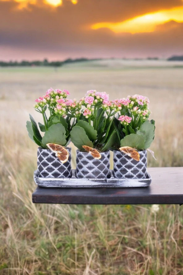 Dekoratif Taş saksılarda kalanşo bitkileri kalanchoe 001lpd ürün görseli 1