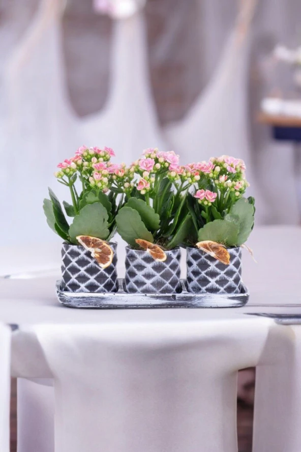 Dekoratif Taş saksılarda kalanşo bitkileri kalanchoe 001l ürün görseli 1
