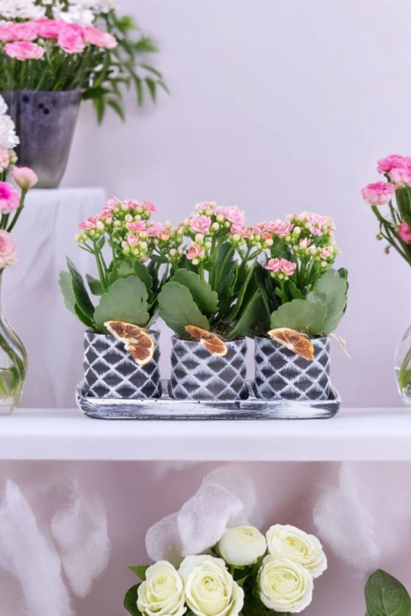 Dekoratif Taş saksılarda kalanşo bitkileri kalanchoe ürün görseli 1