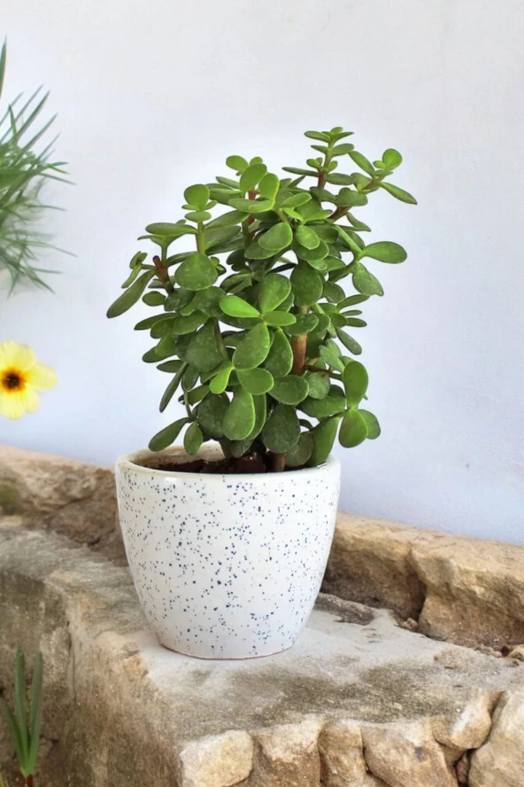 Bolluk bereket bitkisi para çiçeği 01pape - Resim 3