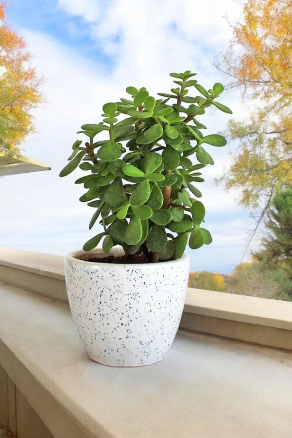 Bolluk bereket bitkisi para çiçeği 01pape - Resim 3